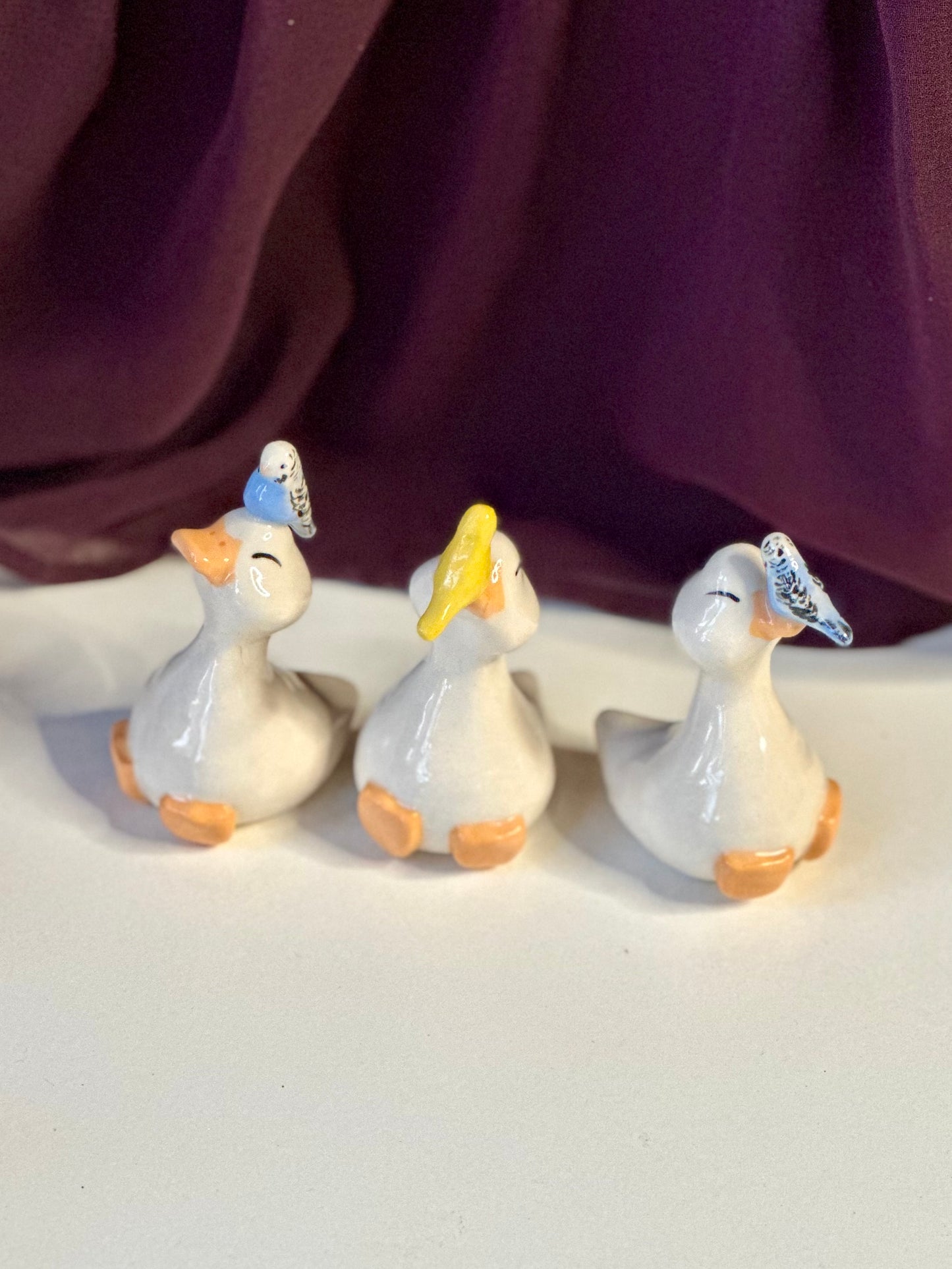budgie ducks