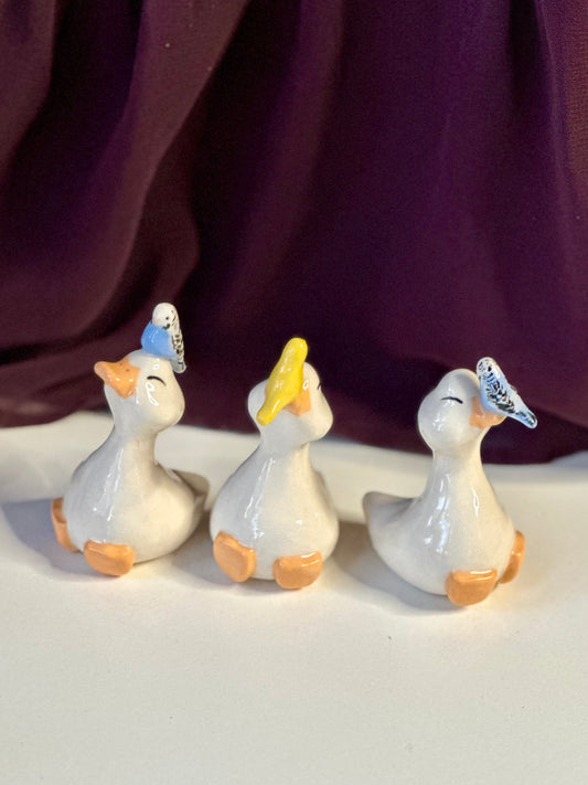 budgie ducks